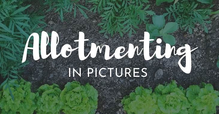Allotmenting In Pictures
