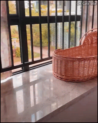 Cute Cat GIF • Adorable kitten sleeping on her back like a human baby. Cuteness overload ♥ Cute Cat GIF • Adorable kitten sleeping on her back like a human baby. Cuteness overload ♥