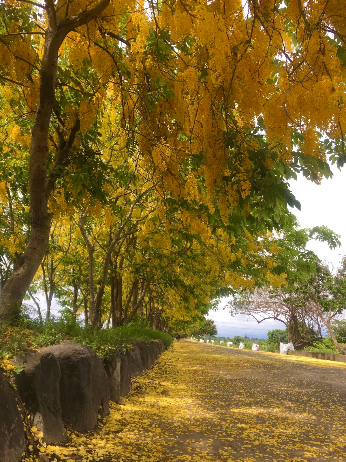 Tainan Travel Golden Shower Trees My Life Abroad