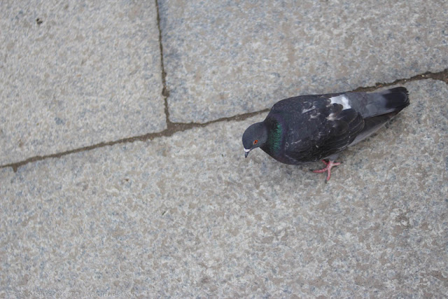 Photo of a pigeon like bird