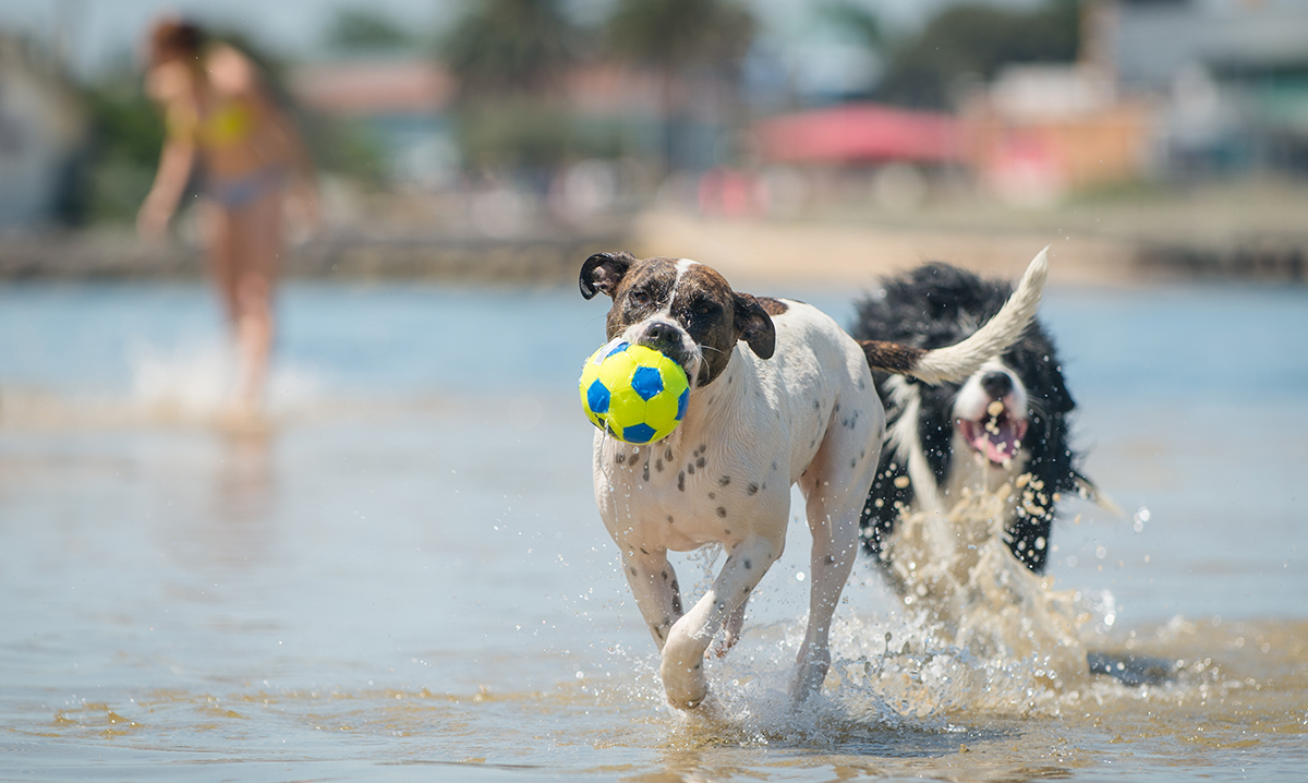 dog sunscreen petstock