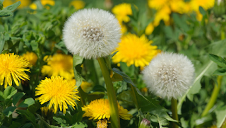 Dandelions is a plant used in herbal remedies that is found in your garden or in the wild.