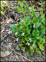 I only saw this one, but it was a treasure to find this white Sweet Violet on the side of the trail!
