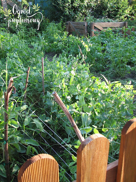 projekt warzywnik, ogród przydomowy