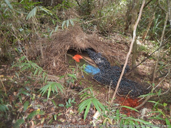 Vogelkop bowerbird decorates is bower with seeds, flowers, and colorful articles which he finds in nature and nearby road or village