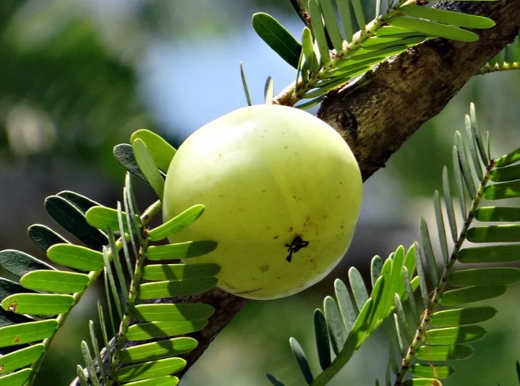 Gooseberry Jam is a classic recipe especially in Southern Africa. Gooseberries are high in pectin; making jams and jellies are easy to prepare with the bittersweet fruit.