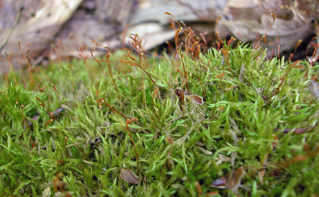 Moss Notes Acrocarp vs Pleurocarp