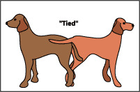 When dogs tie Clearance