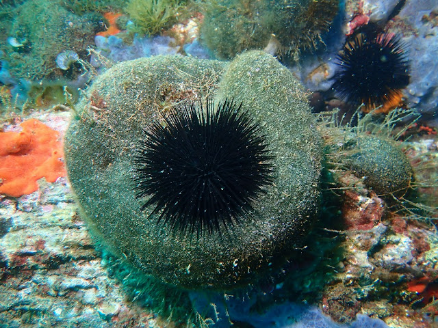 Arbacia lixula Arbacia lixula