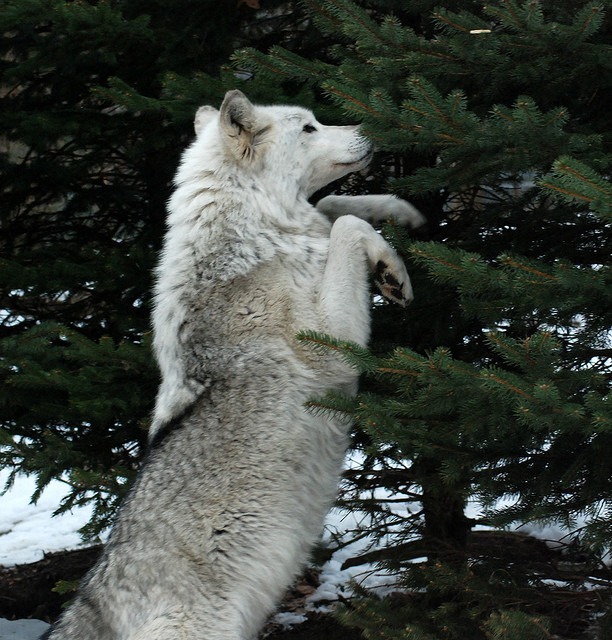 White Wolf : Wolves spur rebirth of Yellowstone ecosystems (VIDEO)