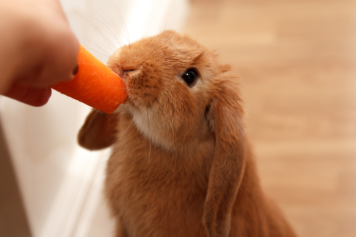 Зайчик морковь. Кролик ест морковку. Кролик с морковкой. Заяц ест морковку. Кролик кушает.