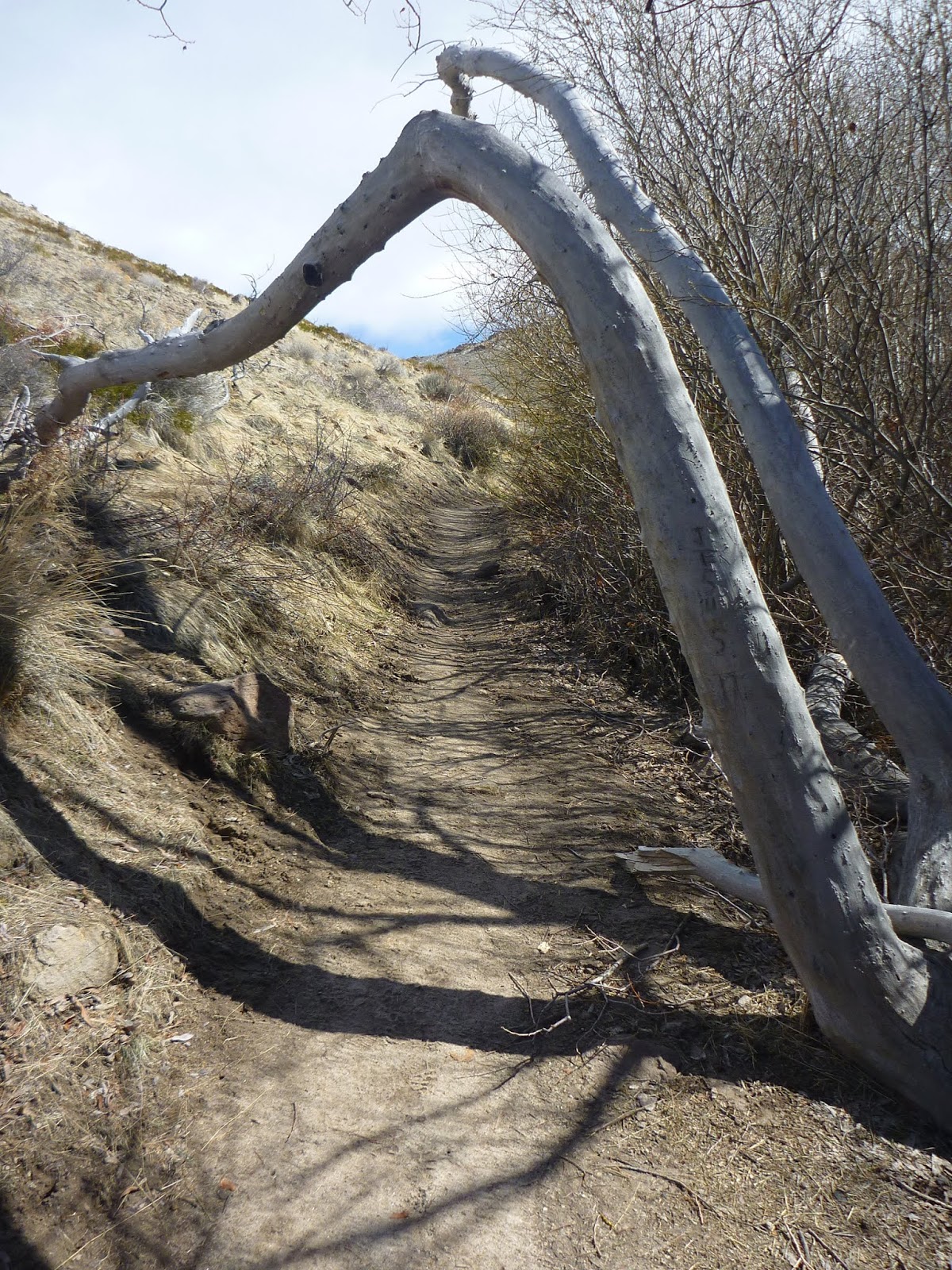 Trailing Ahead Deadman's Creek Trail southeast of Washoe Lake the