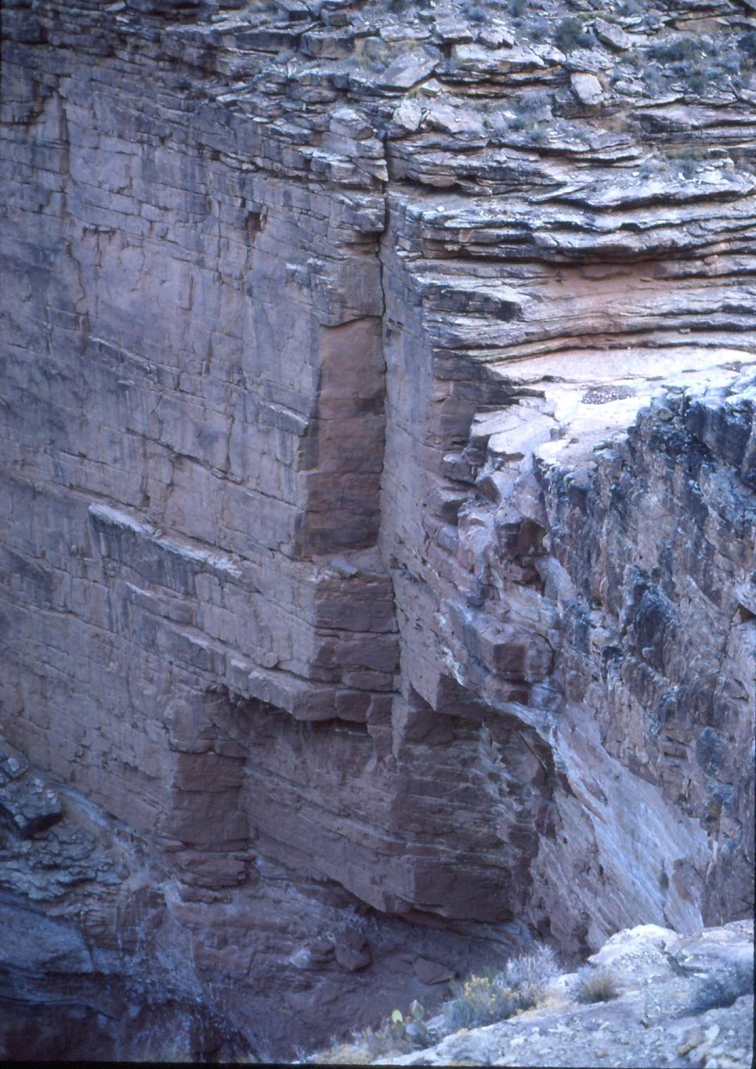 American Idyll Stampeding Cattle (They Rattle The Walls)