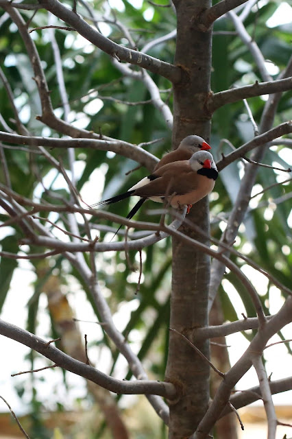 The National Aviary Exhibits