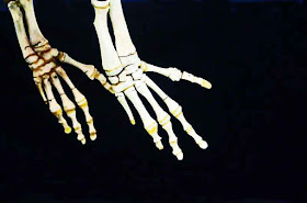 Skeleton hands of marine wildlife photographed in Nago Museum