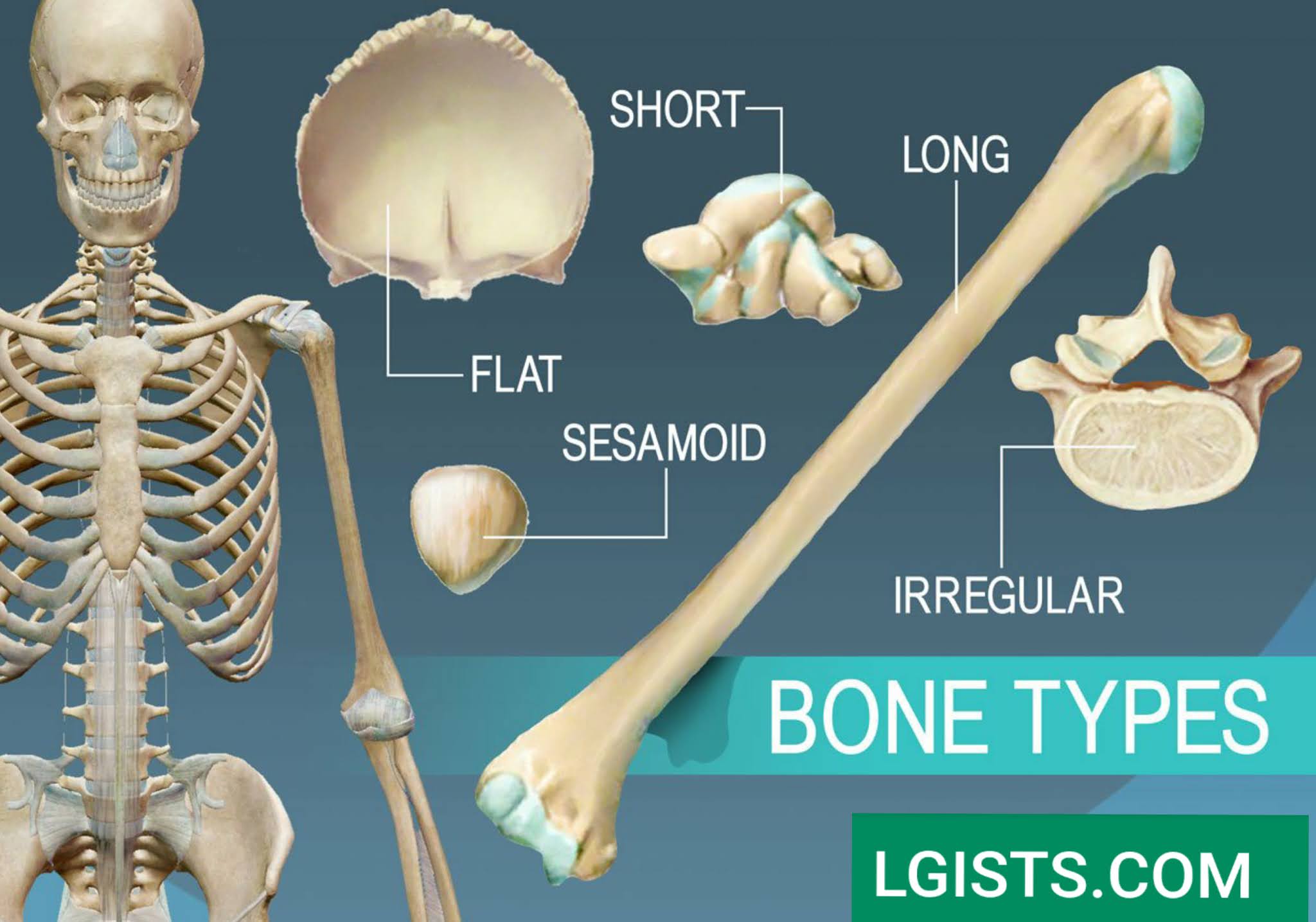 List Of Elements That Comprise Of The Human Skeleton » Lgists Media ...
