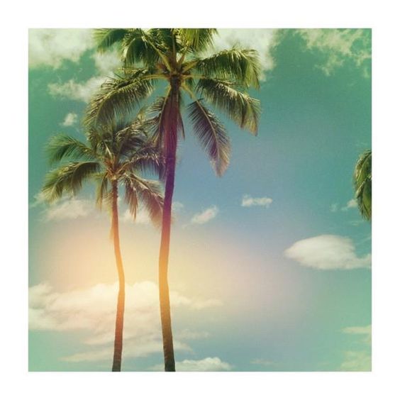 {at this moment | things : the importance of palm trees}