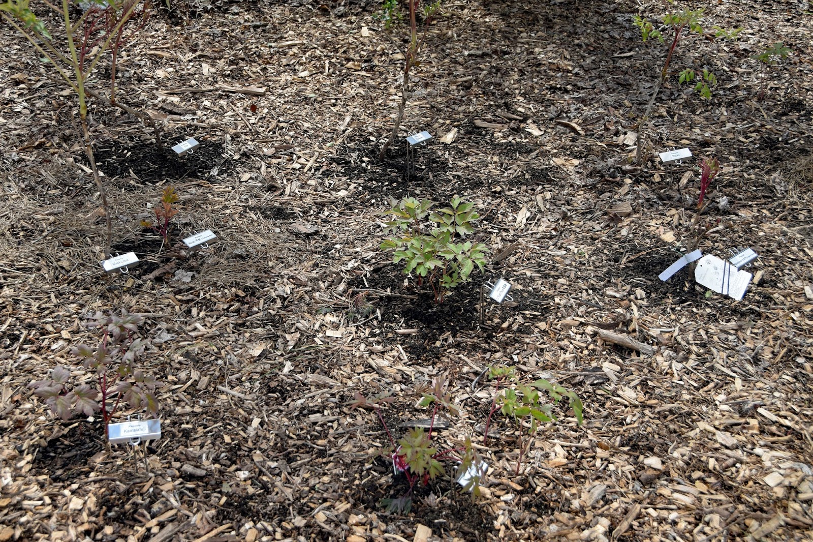 Southern Peony 2018 Fresh Layer of Top Soil on Tree Peonies