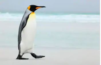 Can Penguins Get Cold ~ TELUGU WORLD