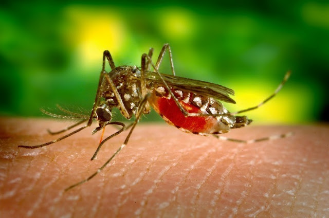 Sekilas Tentang Nyamuk Aedes Aegypti