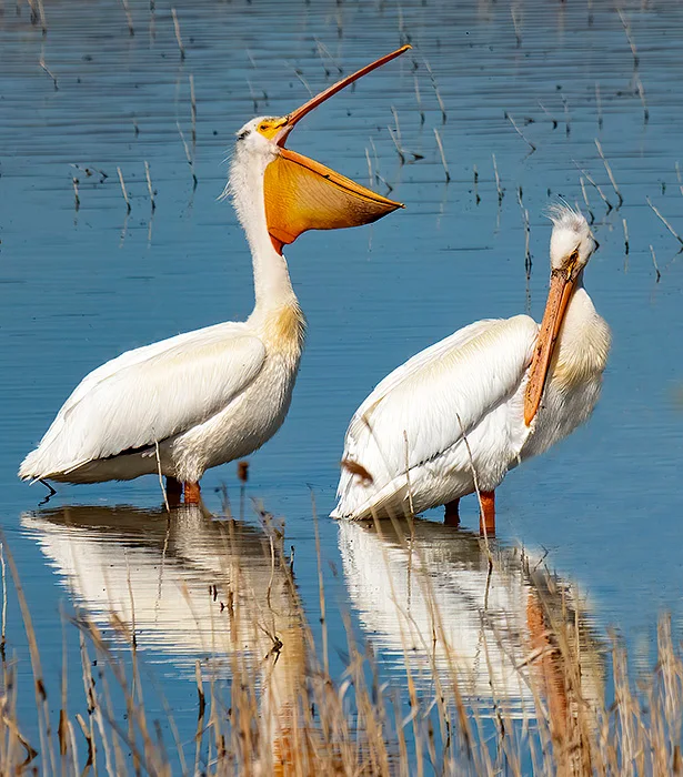 Mesmerizing Pelicans' Zion Williamson Sends Message To Jeremiah Fears After First Start Background for Your Screen Mesmerizing Pelicans' Zion Williamson Sends Message To Jeremiah Fears After First Start Background for Your Screen