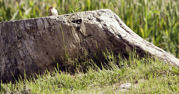 Monkey Tree Services Ltd Call 604.833.2479 24 Hours