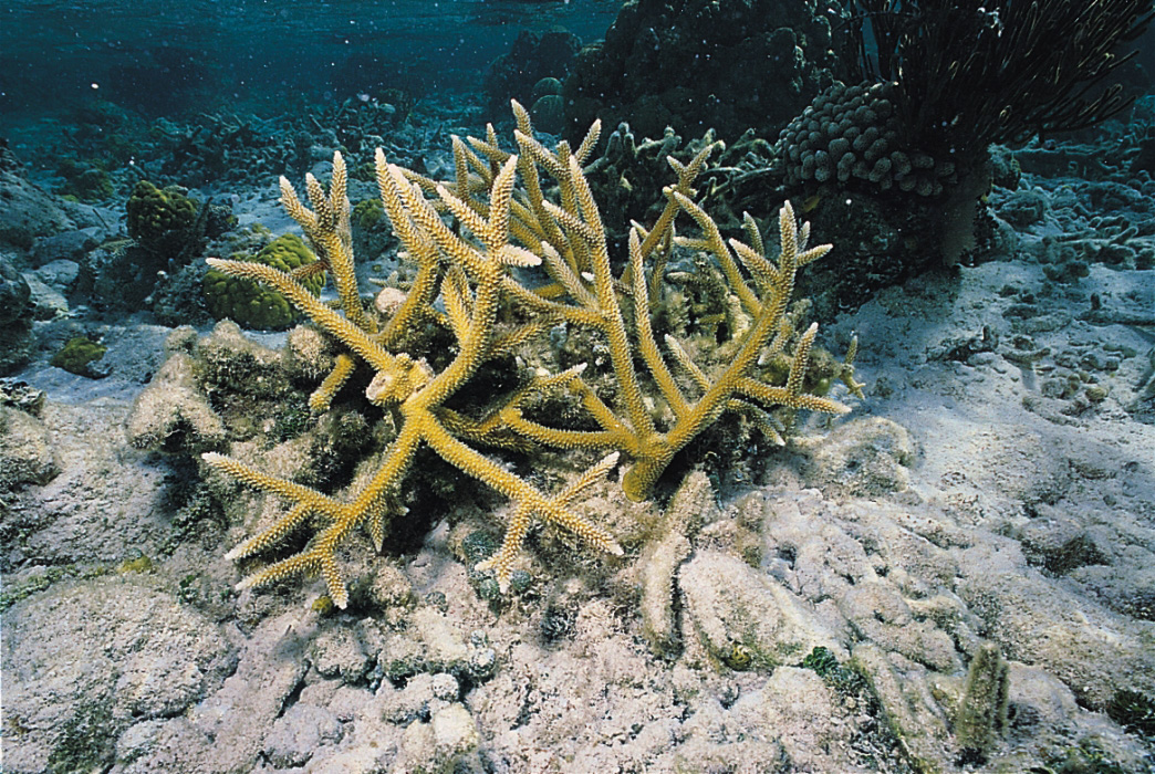 The SeaLifeBase Project: Eight staghorn corals
