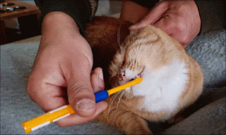 m2.gif