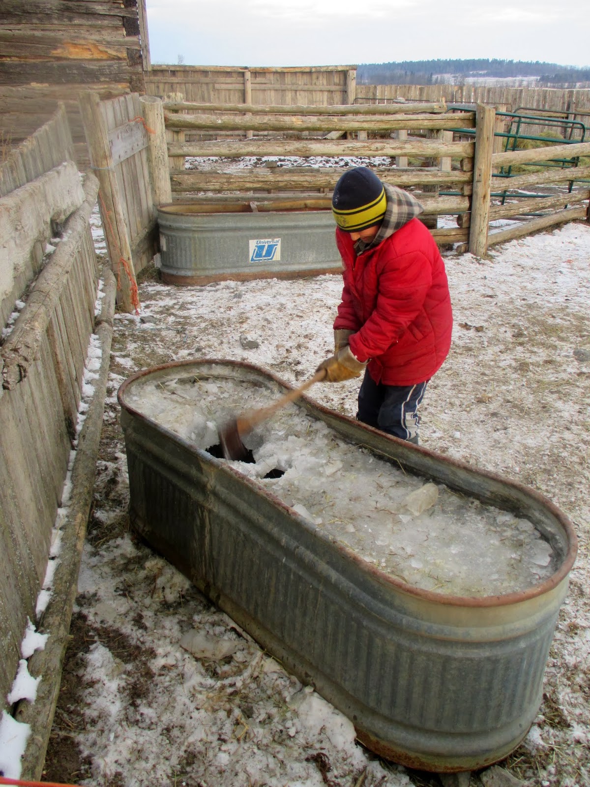 Dwyer's Farmhouse Ice on the Horses' Trough