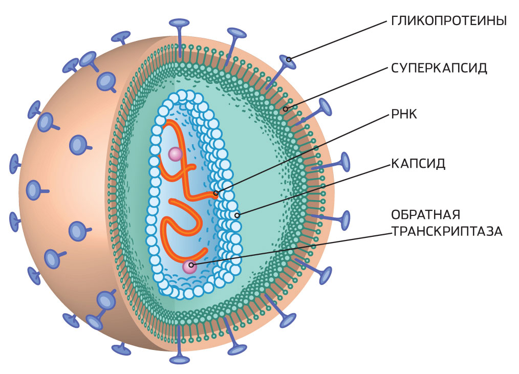 4 строение вирусов. Строение вирусной клетки Вирион. Вирусная клетка строение рисунок. Структура вируса схема. Схема строения клетки вируса.