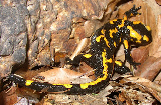 Ateş semenderi (Salamandra salamandra).