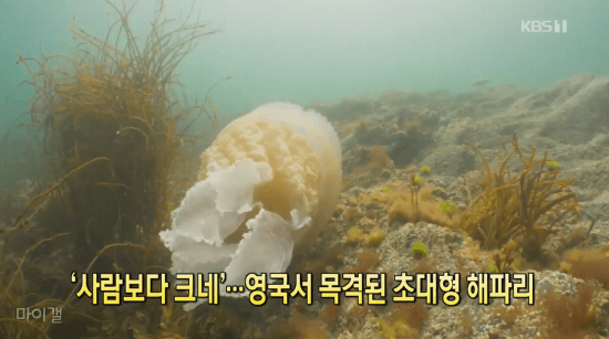 영국에서 목격된 초대형 해파리