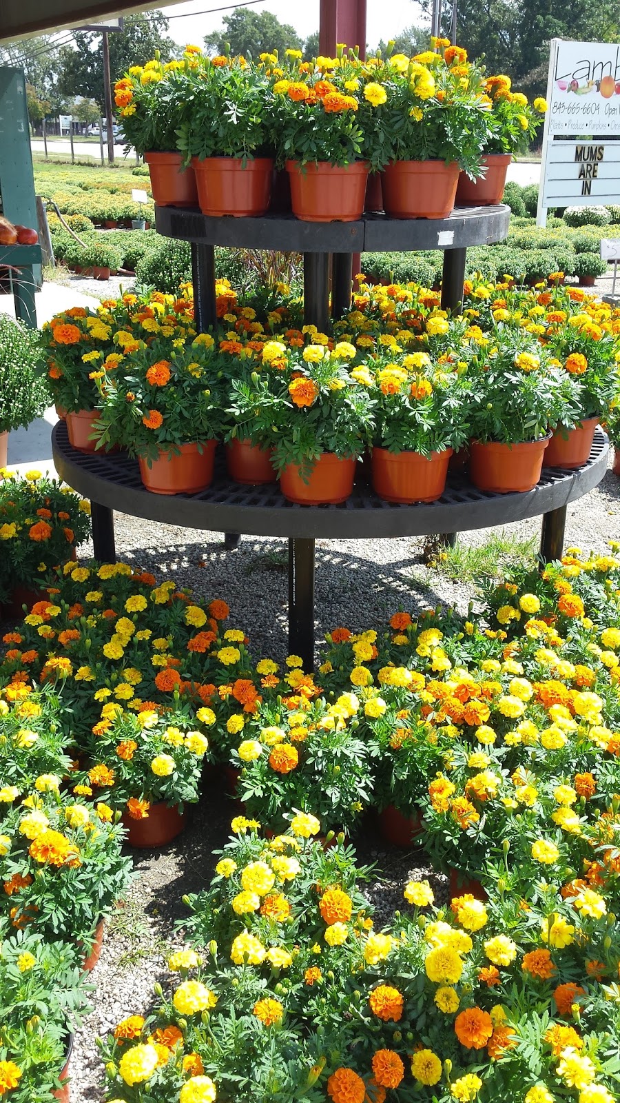 Sparrow Tree Journal For the Equinox