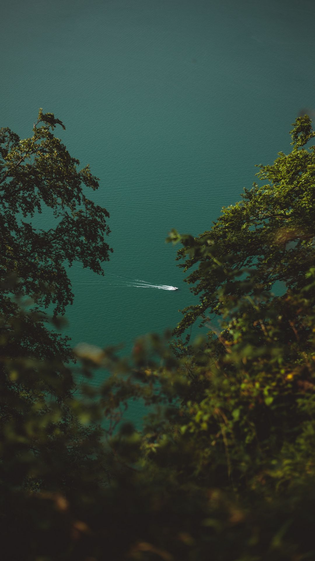 Free hd Image, Trees, Branches, Boat, Sea