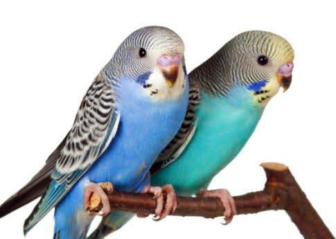 Harga Terbaru Burung Parkit Dan Anis Jelang 2019 Bengkel Ndeso