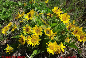 Weldon Wagon Trail Wildflowers