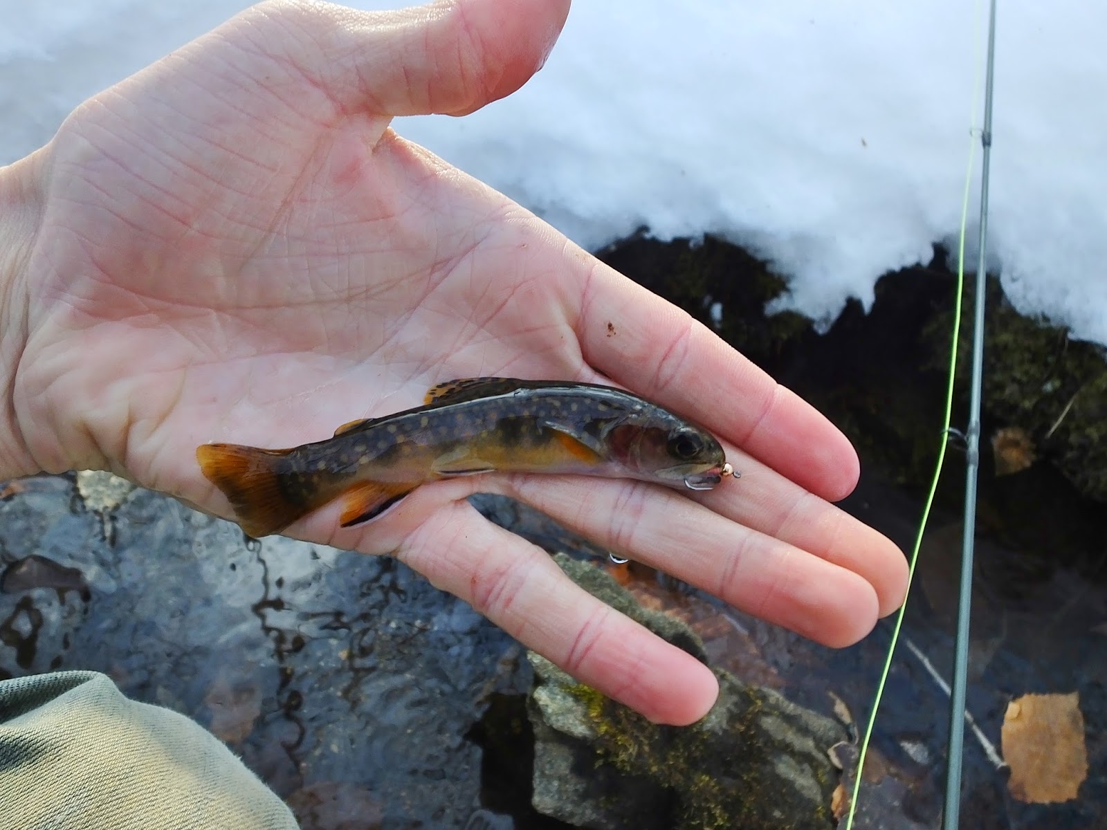 Connecticut Fly Angler Catching Small Fish