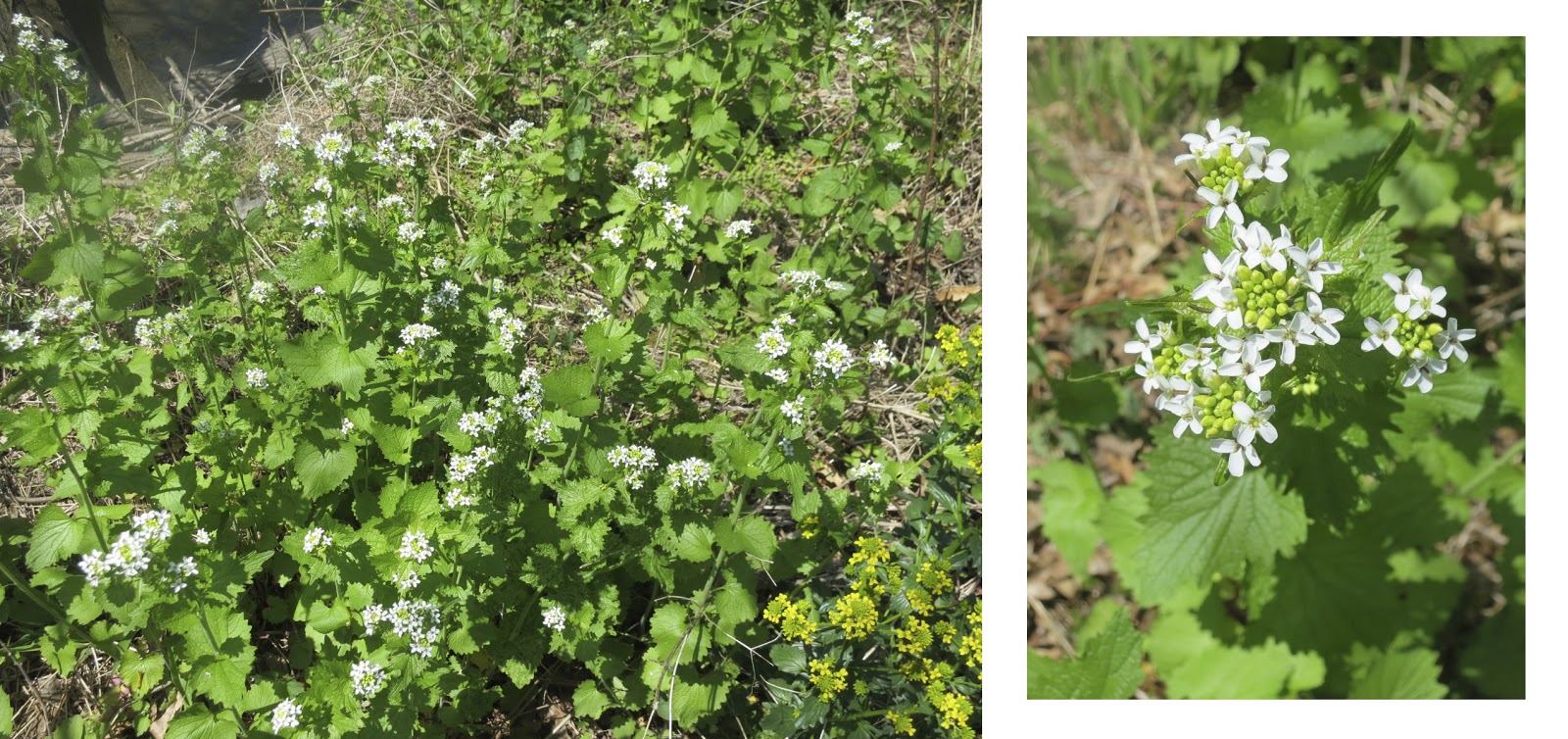 Garlic Mustard Edible