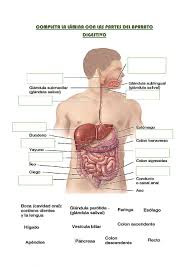 Imagen del sistema digestivo imagen de la red