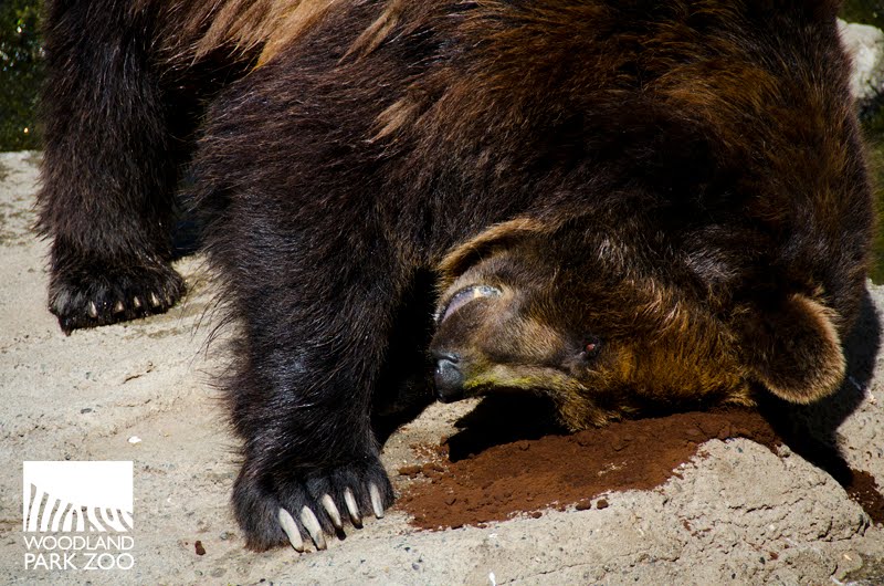 bear and breakfast bear and breakfast