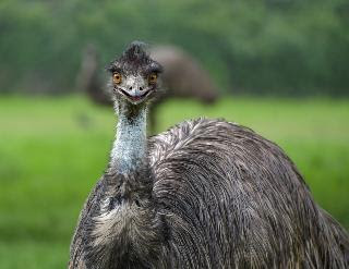Emu/Emu war of Australia
