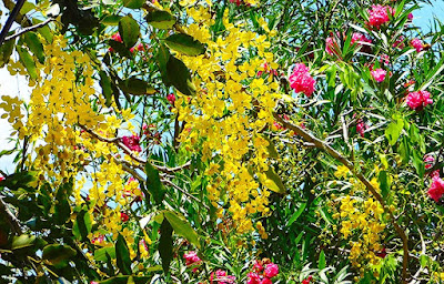 flowers, paya bay resort, #payabay, #payabayresort, flora, roatan, beauty, nature, 