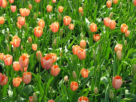 Royal Botanical Gardens pale pink tulips by garden muses-not another Toronto gardening blog