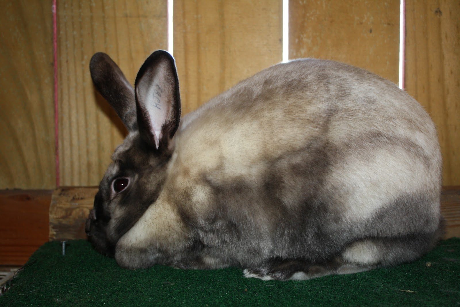 Modern Day Redneck: It's Just What Rednecks Do On Our Days Off