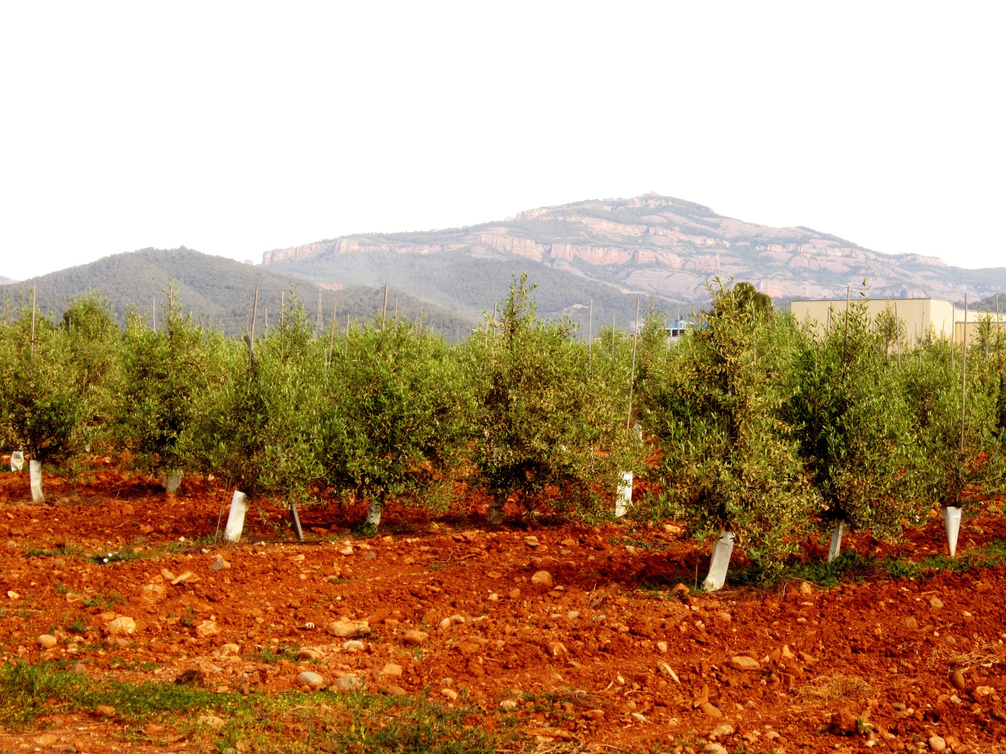 PLA DE LA BRUGUERA (OLIVERES)
