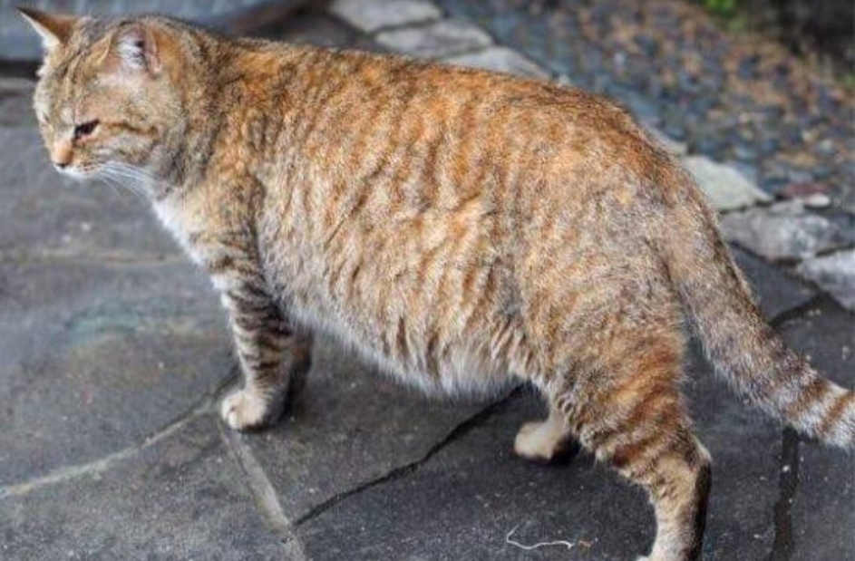 11 How to Keep a Cat at Home PURWAFARM