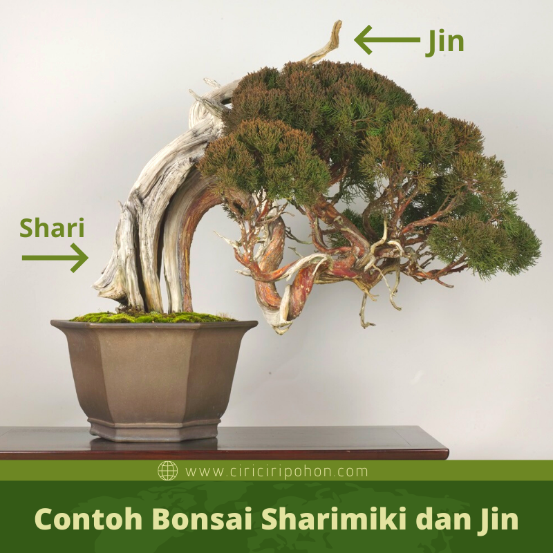 Selain Konifer Ini 7 Pohon Yang Bisa Di Buat Bonsai Gaya Sharimiki Dan Jin Ciriciripohon Com