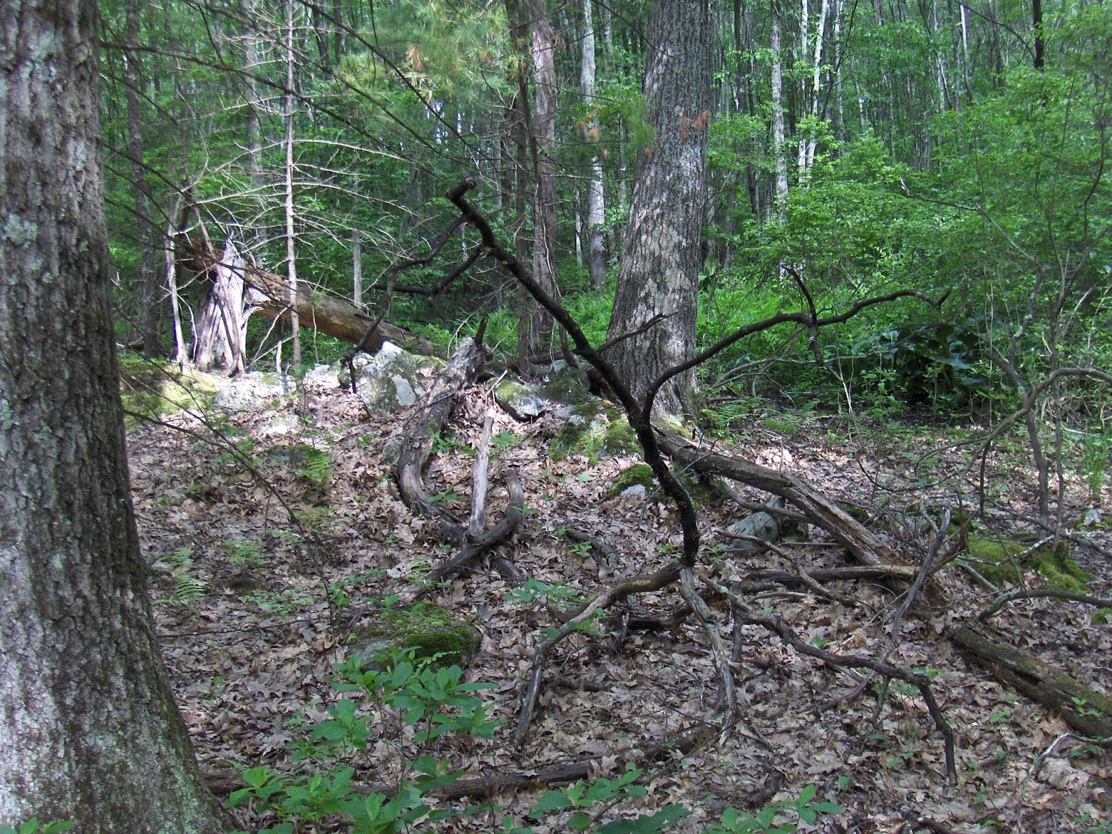Rock Piles Traversing Grassy Pond Conservation Land Acton, MA
