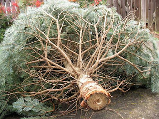 Christmas tywkiwdbi widbee tai wiki trees cut tribune reported declared target buying moving stores chicago tree week story they Montgomery County Updates: New Life for Christmas Trees