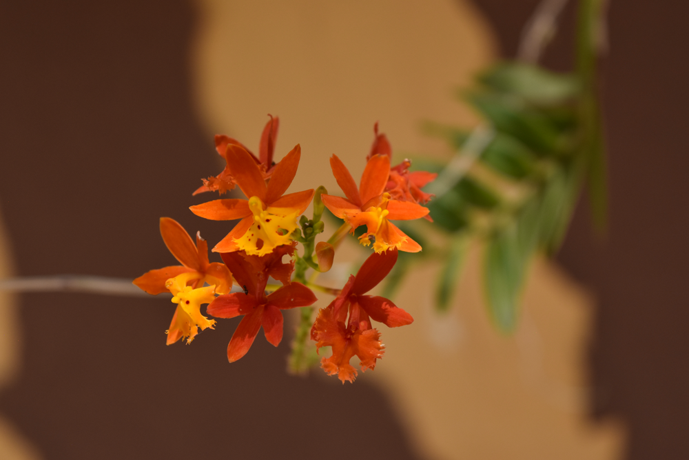 Orquídea Epidendrum - Amanda Hossoi